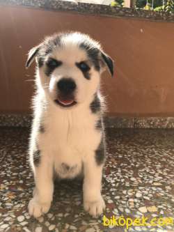 A Kalite Safkan Husky Yavrular, Anne Baba Resimli 3
