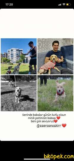 Safkan İngiliz Cocker 2