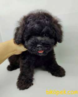 Safkan İrk Garantili Black Toy Poodle Yavrularimiz 1