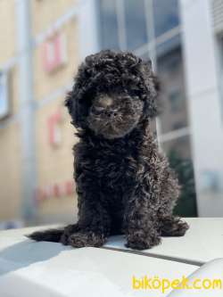 Safkan İrk Garantili Black Toy Poodle Yavrularimiz 3