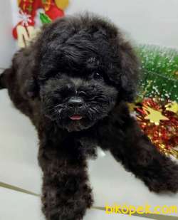 Safkan İrk Garantili Black Toy Poodle Yavrularimiz 2