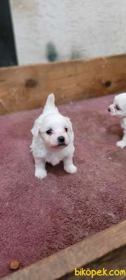 Safkan Irk Garantili Maltese Terrier Yavrular 1