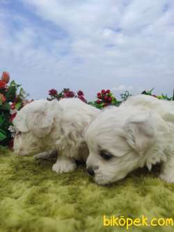 Safkan Irk Garantili Maltese Terrier Yavrular 3