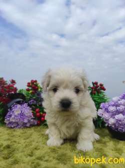 Safkan Irk Garantili Maltese Terrier Yavrular 2