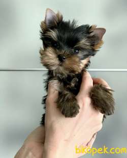 Safkan İrk Garantili Yorkshire Terrier Yavrularimiz 2