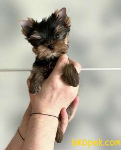 Safkan İrk Garantili Yorkshire Terrier Yavrularimiz 3