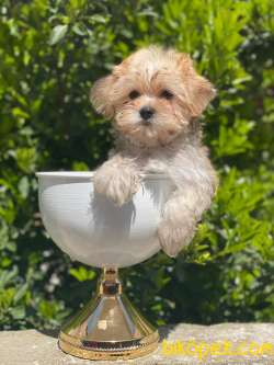 Safkan İthal Morkie Yavrumuz İrk Garantili 5 Aylik 1 Kg 1