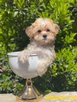 Safkan İthal Morkie Yavrumuz İrk Garantili 5 Aylik 1 Kg 3