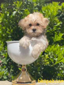 Safkan İthal Morkie Yavrumuz İrk Garantili 5 Aylik 1 Kg 2