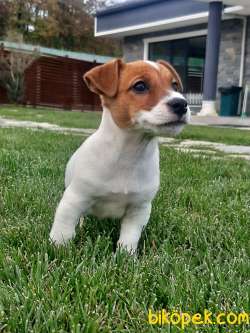 SAFKAN JACK RESSUL TERRIER YAVRULARIMIZ 3