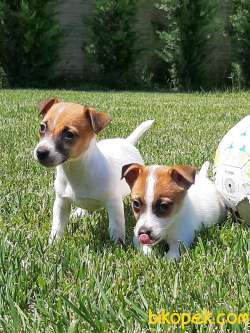 SAFKAN JACK RESSUL TERRIER YAVRULARIMIZ 1