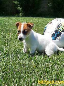 SAFKAN JACK RESSUL TERRIER YAVRULARIMIZ 4