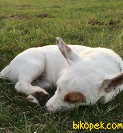 SAFKAN JACK RUSSEL SECERELİ AŞILARIM TAM ÖZEL KORSAN SERİSİ 2