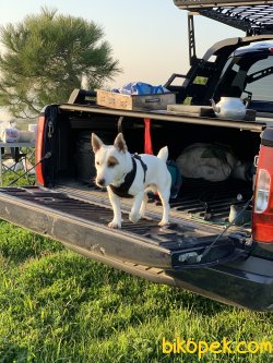 SAFKAN JACK RUSSEL SECERELİ AŞILARIM TAM ÖZEL KORSAN SERİSİ 5