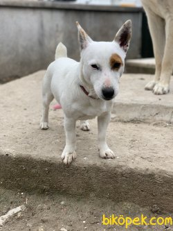 SAFKAN JACK RUSSEL SECERELİ AŞILARIM TAM ÖZEL KORSAN SERİSİ 3