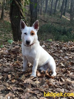 SAFKAN JACK RUSSEL SECERELİ AŞILARIM TAM ÖZEL KORSAN SERİSİ 4