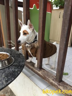 SAFKAN JACK RUSSEL SECERELİ AŞILARIM TAM ÖZEL KORSAN SERİSİ 1