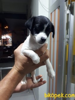 SAFKAN JACK RUSSEL YAVRULARI 4