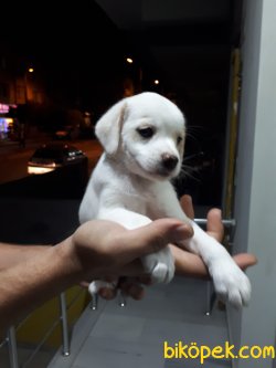 SAFKAN JACK RUSSEL YAVRULARI 1