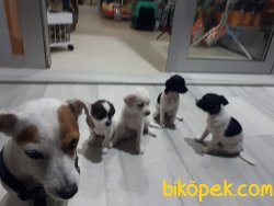 SAFKAN JACK RUSSEL YAVRULARI 3