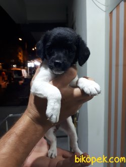 SAFKAN JACK RUSSEL YAVRULARI 5