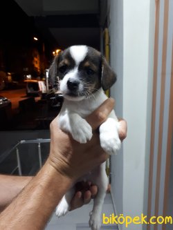 SAFKAN JACK RUSSEL YAVRULARI 2