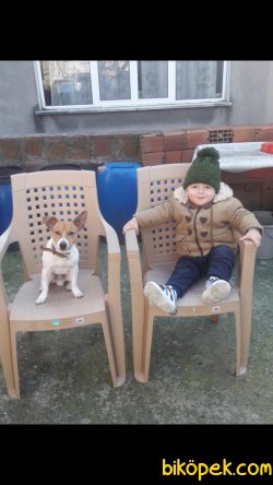 Safkan Jack Russell 2