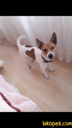 Safkan Jack Russell 3