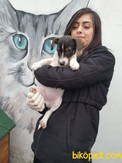 Safkan Jack Russell Yavrular 2