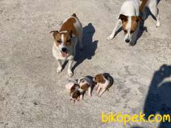 Safkan Jack Russell Yavrusu 3