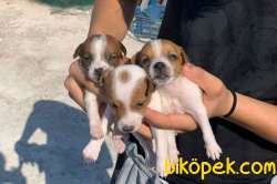 Safkan Jack Russell Yavrusu 1