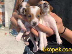 Safkan Jack Russell Yavrusu 5