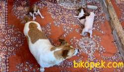 Safkan Jack Russell Yavrusu 4