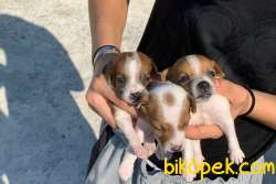 Safkan Jack Russell Yavrusu 2