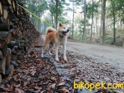Safkan Japon Akita Inu 4