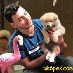 Safkan Japon Akita Inu 3