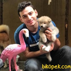 Safkan Japon Akita Inu 2