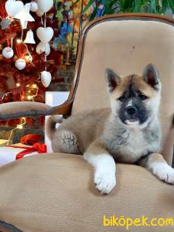 Safkan Japon Akita İnu Yavrularimiz ( Hachiko ) 1