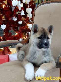 Safkan Japon Akita İnu Yavrularimiz ( Hachiko ) 2