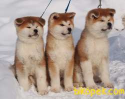 SAFKAN JAPON AKİTA INU YAVRULARIMIZ SİZLERLE 3