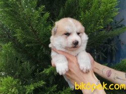 Safkan Japon Akita Yavrularımız 3