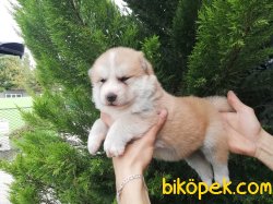 Safkan Japon Akita Yavrularımız 2