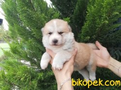 Safkan Japon Akita Yavrularımız 1