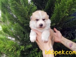Safkan Japon Akita Yavrularımız 4