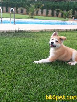 SAFKAN KALITELI Japon Akita İnu Yavrularimiz ( Hachiko ) 1