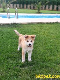 SAFKAN KALITELI Japon Akita İnu Yavrularimiz ( Hachiko ) 2