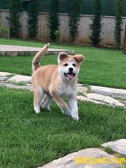 SAFKAN KALITELI Japon Akita İnu Yavrularimiz ( Hachiko ) 4