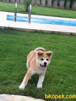 SAFKAN KALITELI Japon Akita İnu Yavrularimiz ( Hachiko ) 5