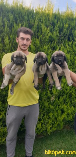 Safkan Kangal Yavrularim 1