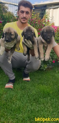 Safkan Kangal Yavrularim 3